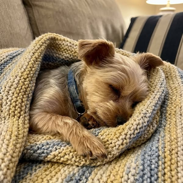 Geef je hond niet op vanwege zijn angst.