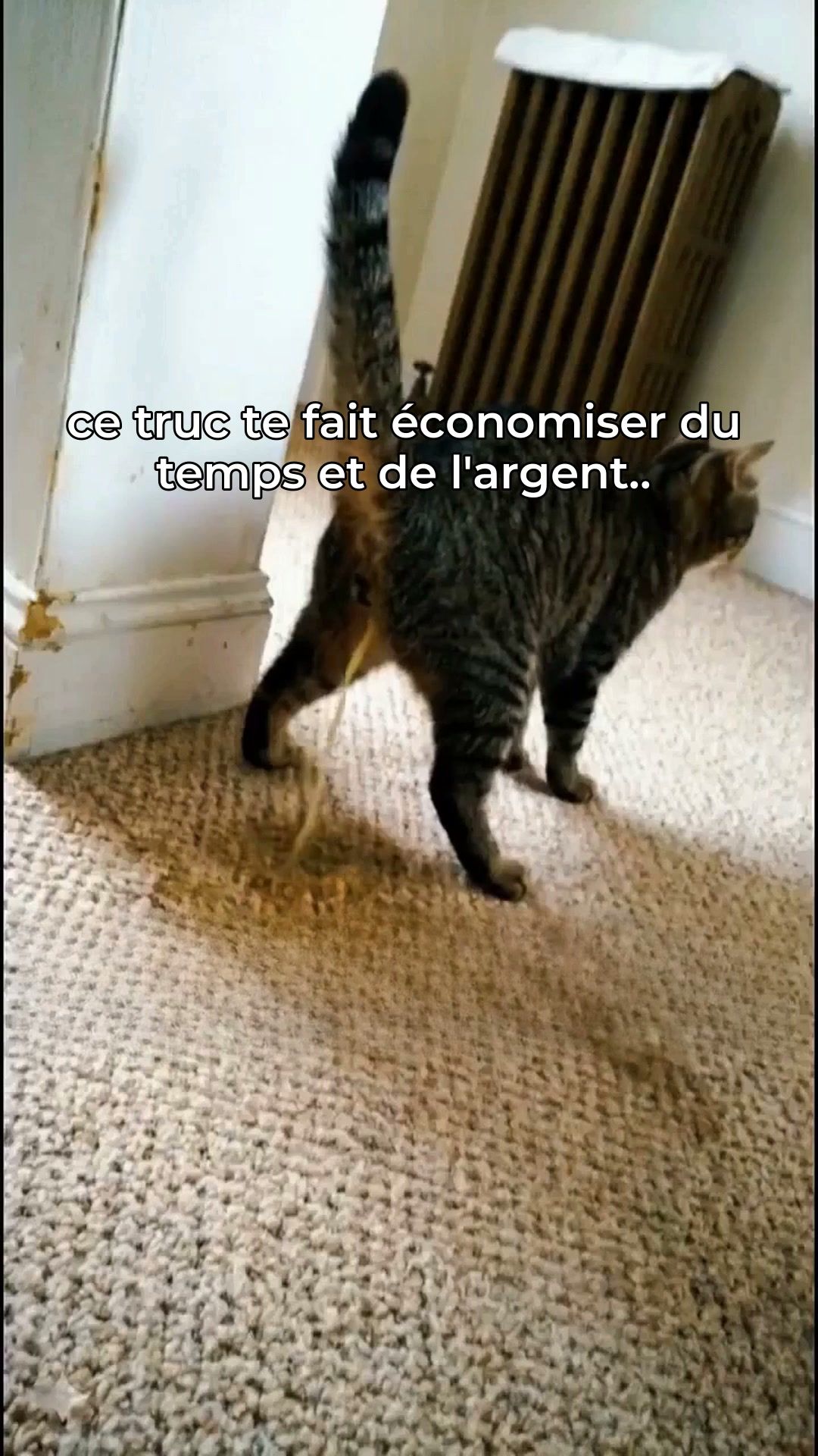 Élimine vite les odeurs de chien et chat !