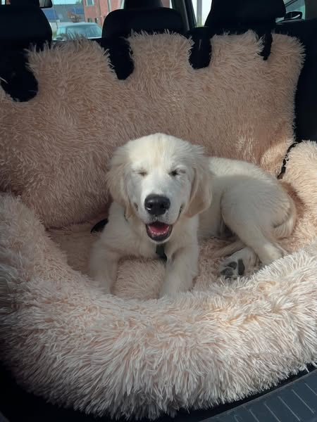 STOP met scrollen! Je hond zal je dankbaar zijn