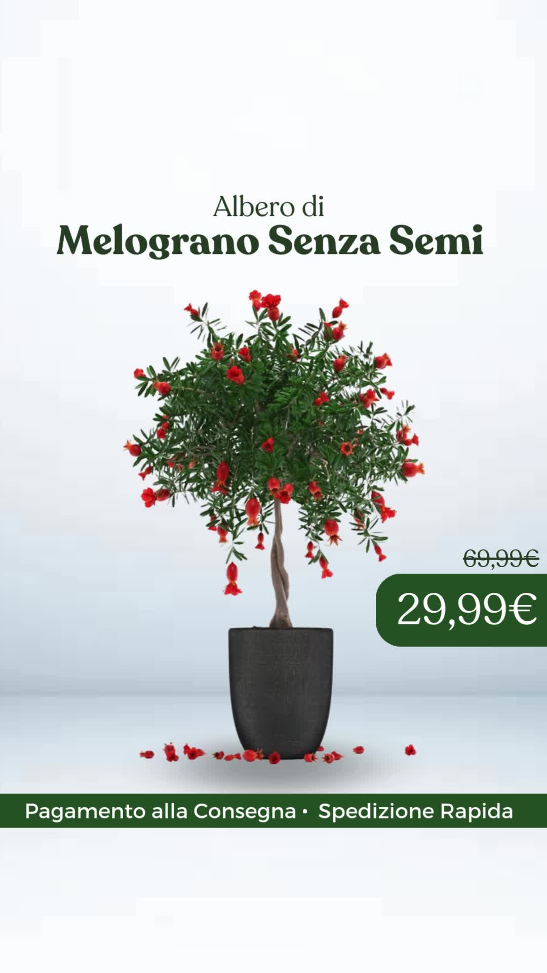 Pagamento alla Consegna
