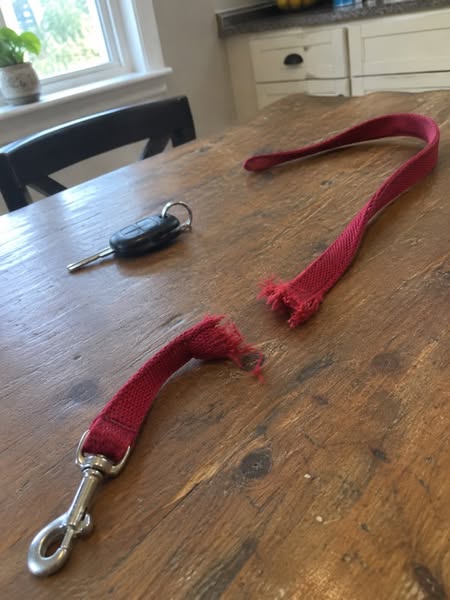 How To Fix Your Dog's Reactivity