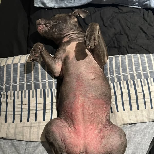 Bear Died At 8. Bodhi Started Doing The Same Thing