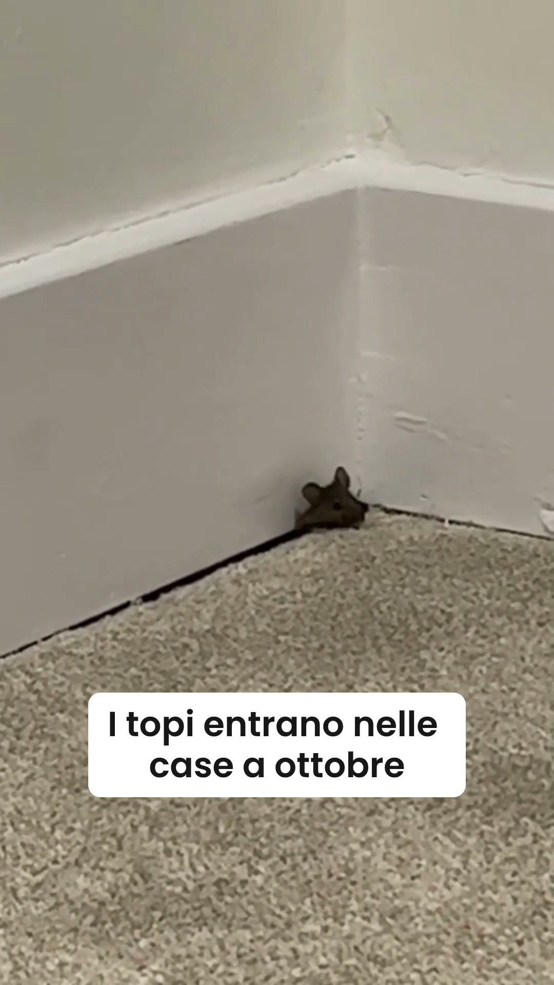 Perché i topi non tornino ogni anno