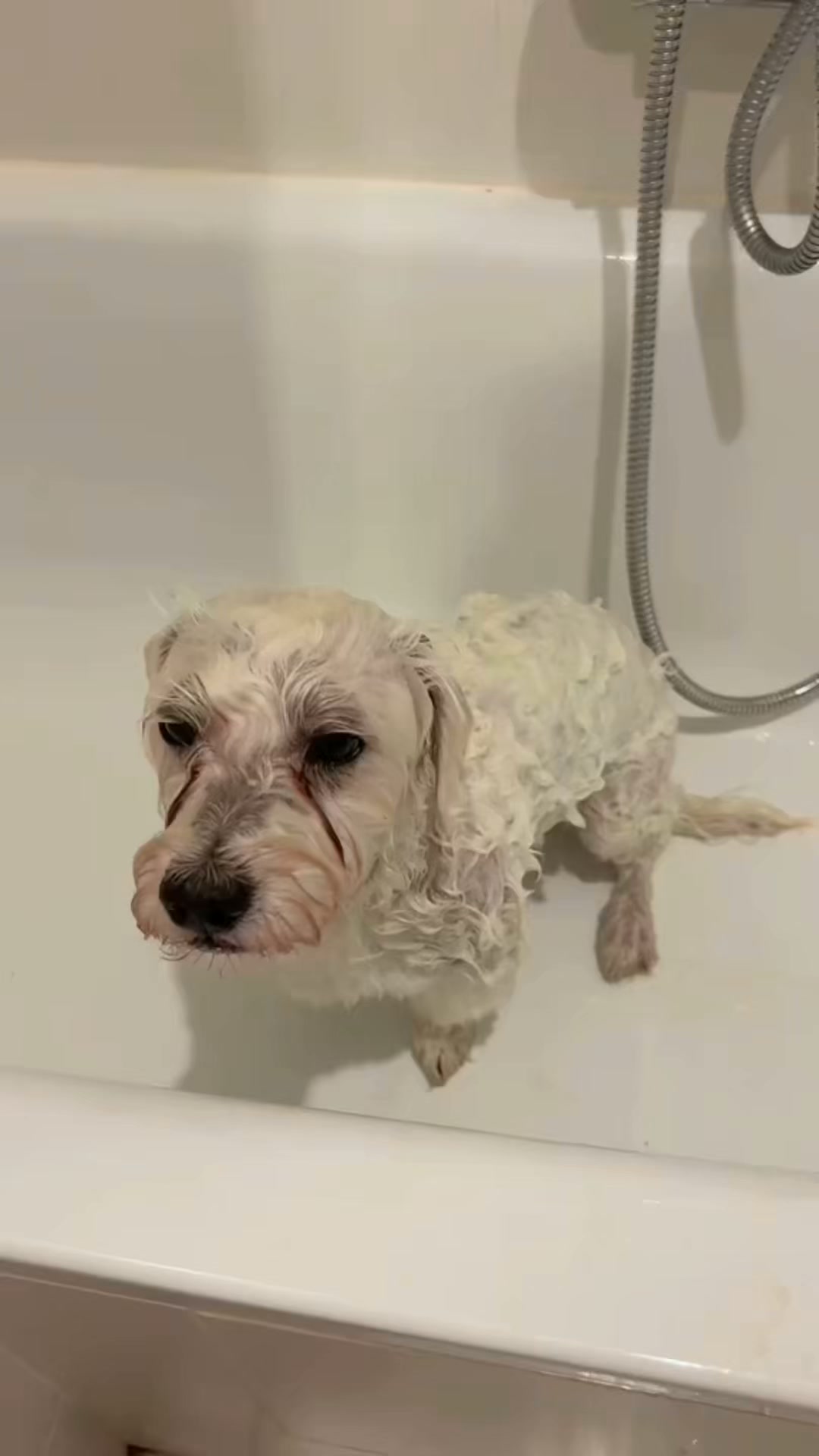 Límpialo en 2 minutos, sin bañarlo