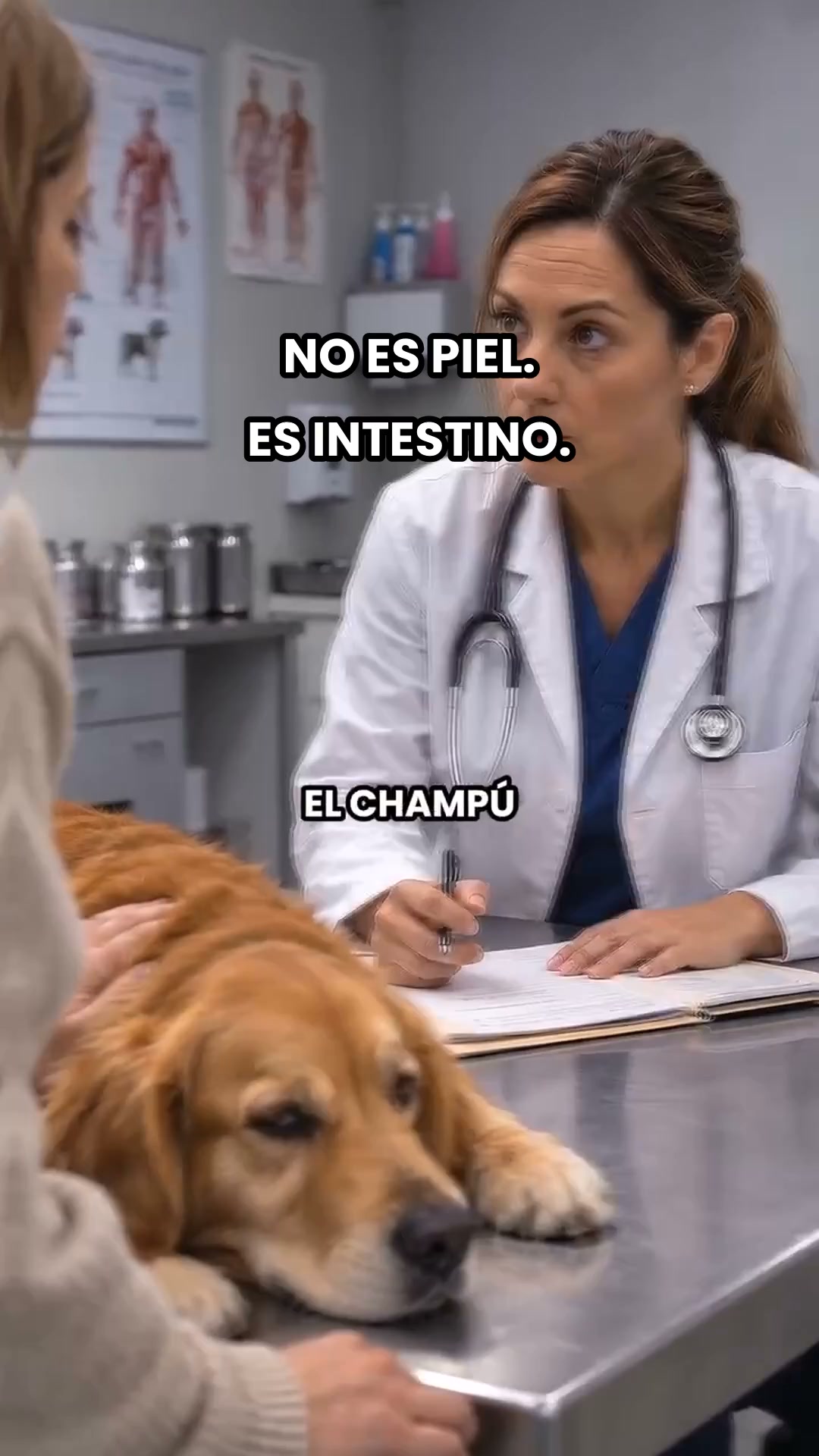 Apoya la digestión de tu perro