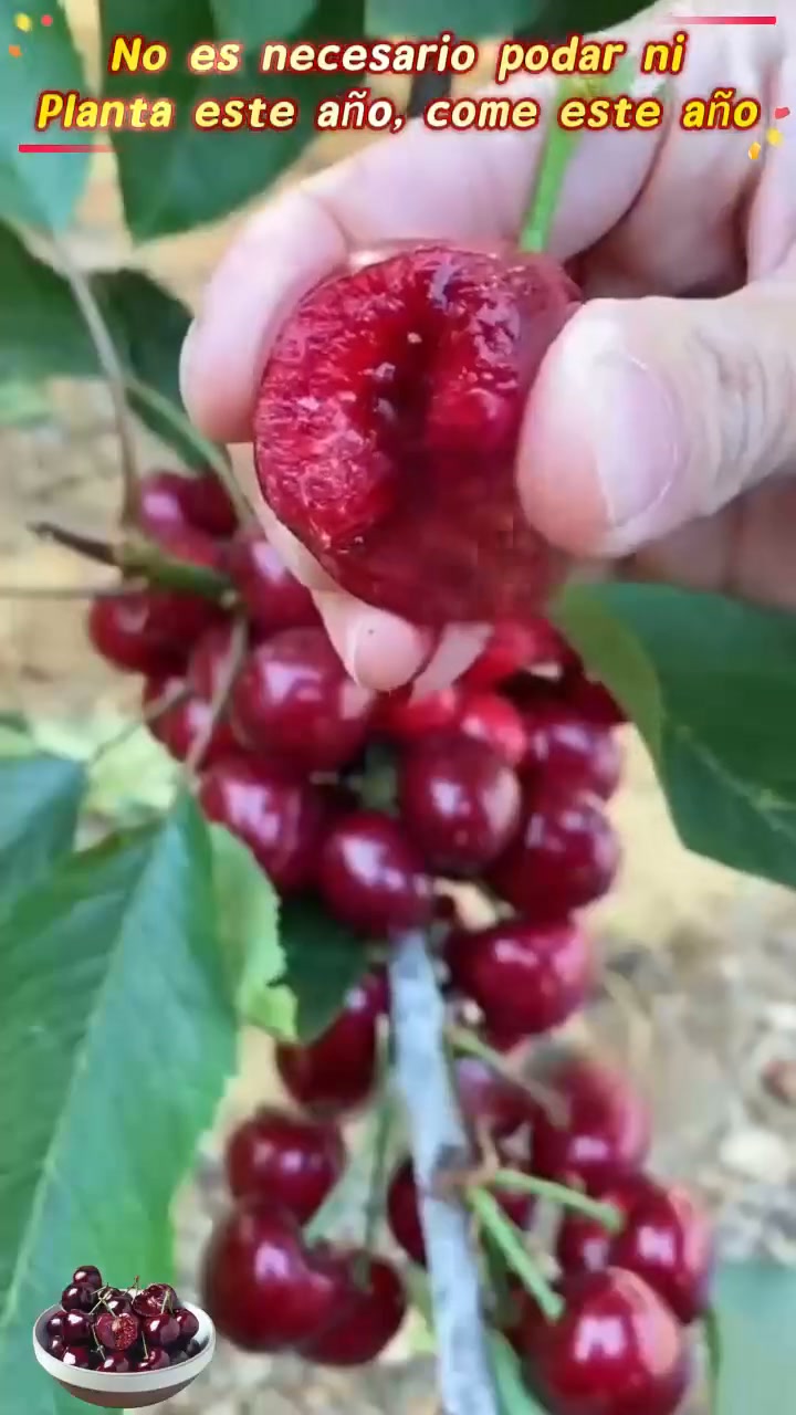 【HAZ CLIC AQUÍ Y PLANTA TU CEREZO ENANO EN ESTA TEMPORADA DE OTOÑO】