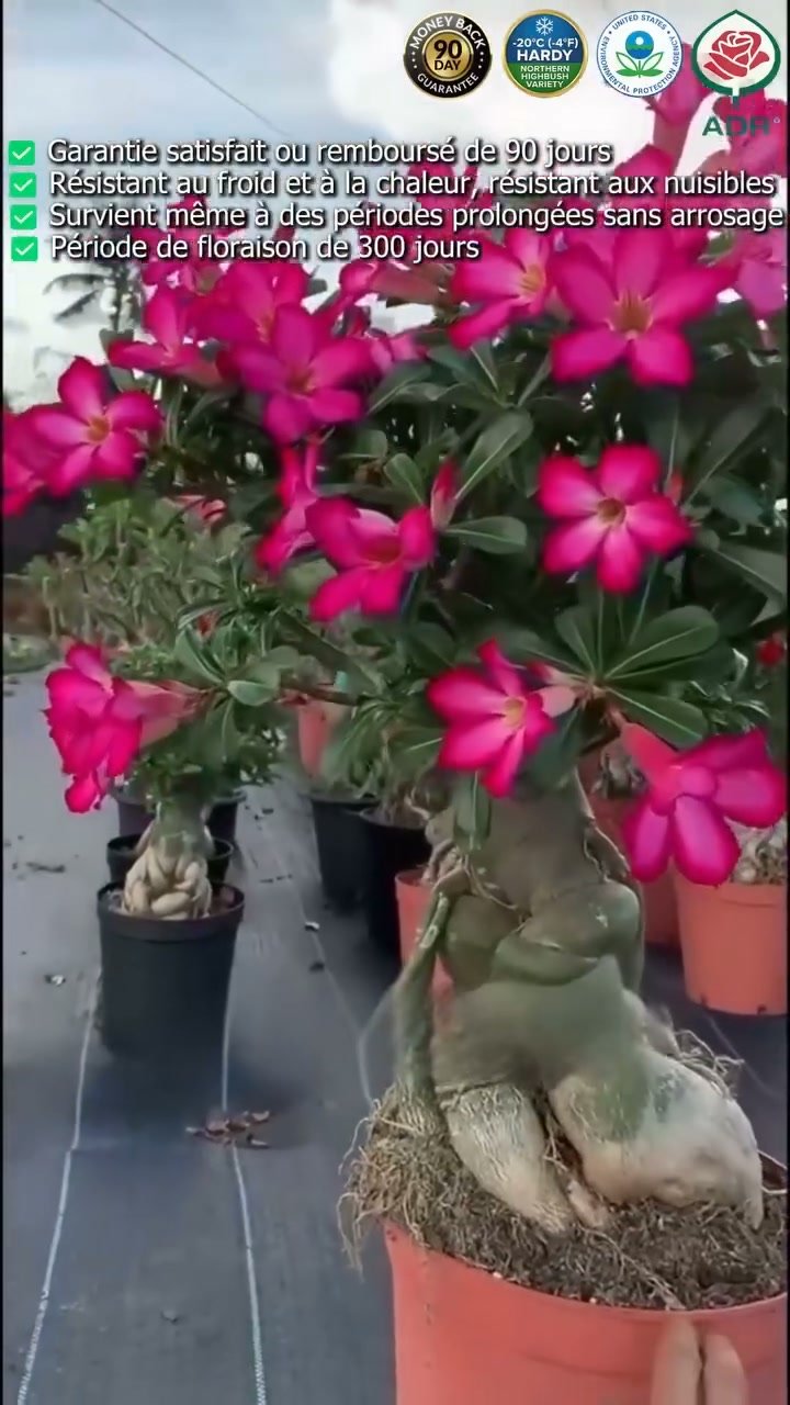 La plante qui ne meurt jamais – arrosez‑la et elle vit 100 ans !