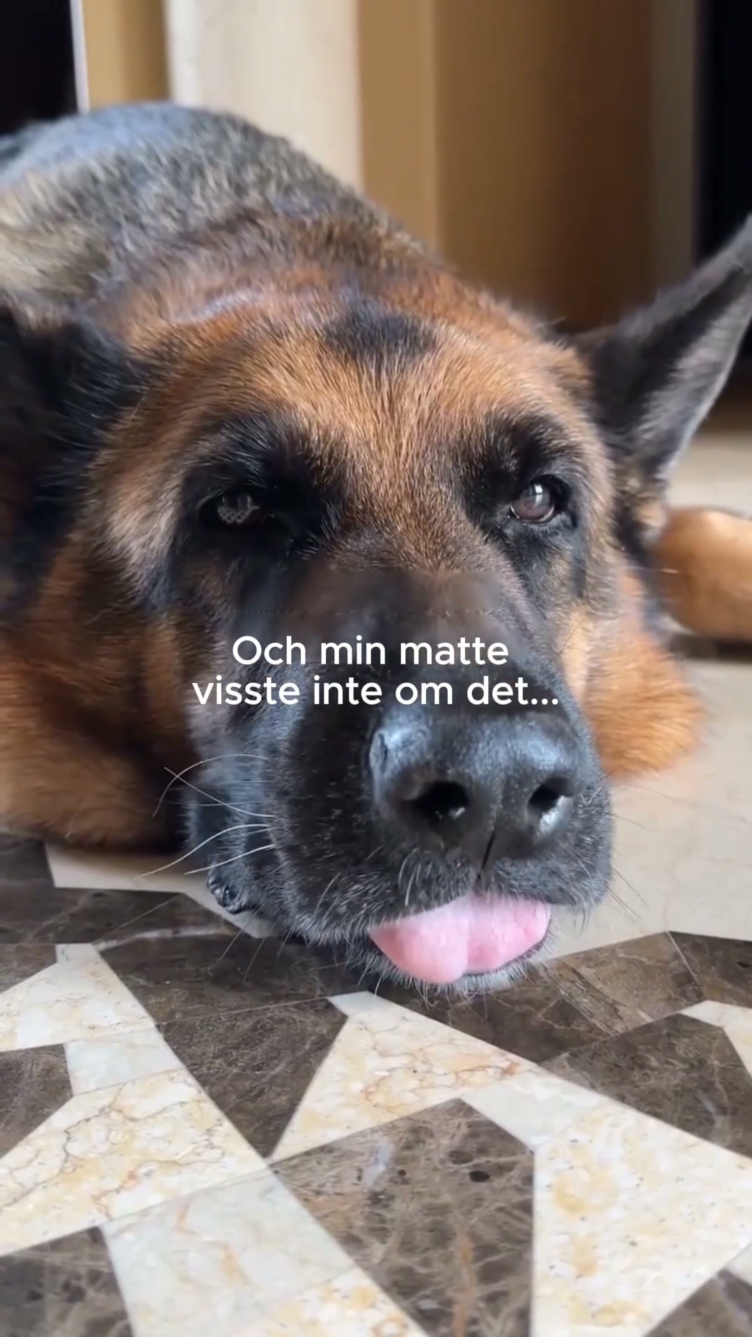 25,000+ hundägare kan inte ha fel