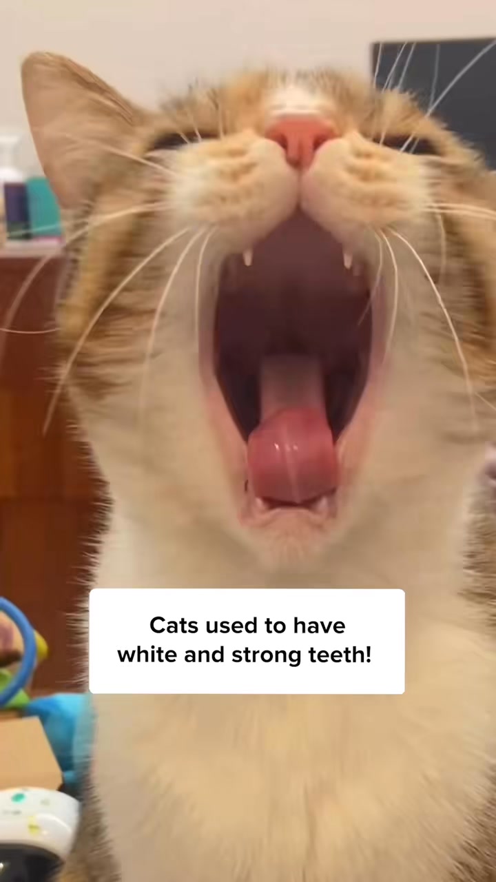 One Treat. Endless Cat Health Benefits.