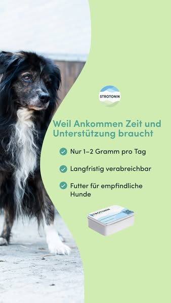 Entspannung für Hunde