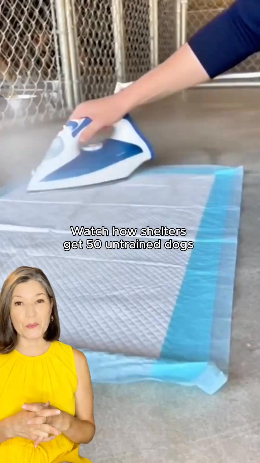 How We Potty Train Any Dog Instantly