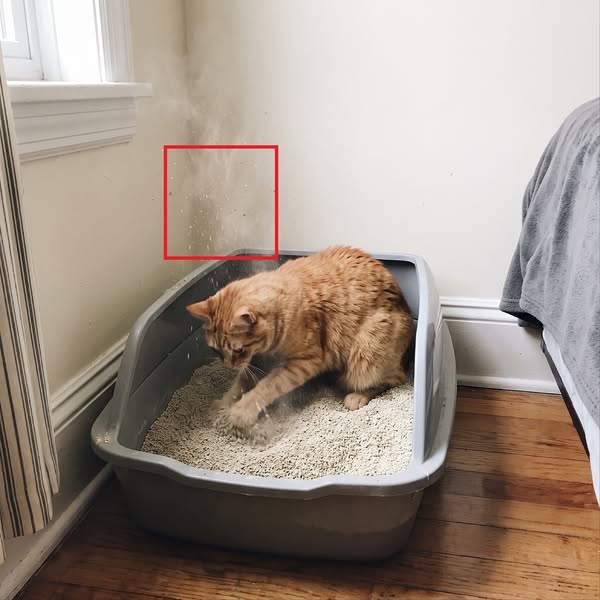 The Cat Smell You Stopped Noticing