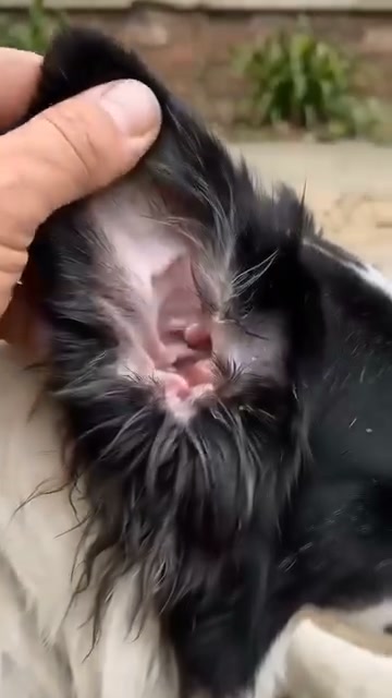 Separate Ear Cleaners Made For Cats & Dogs