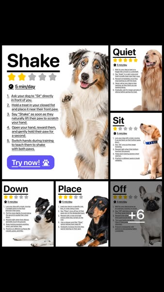 Professional Dog Training Made Simple