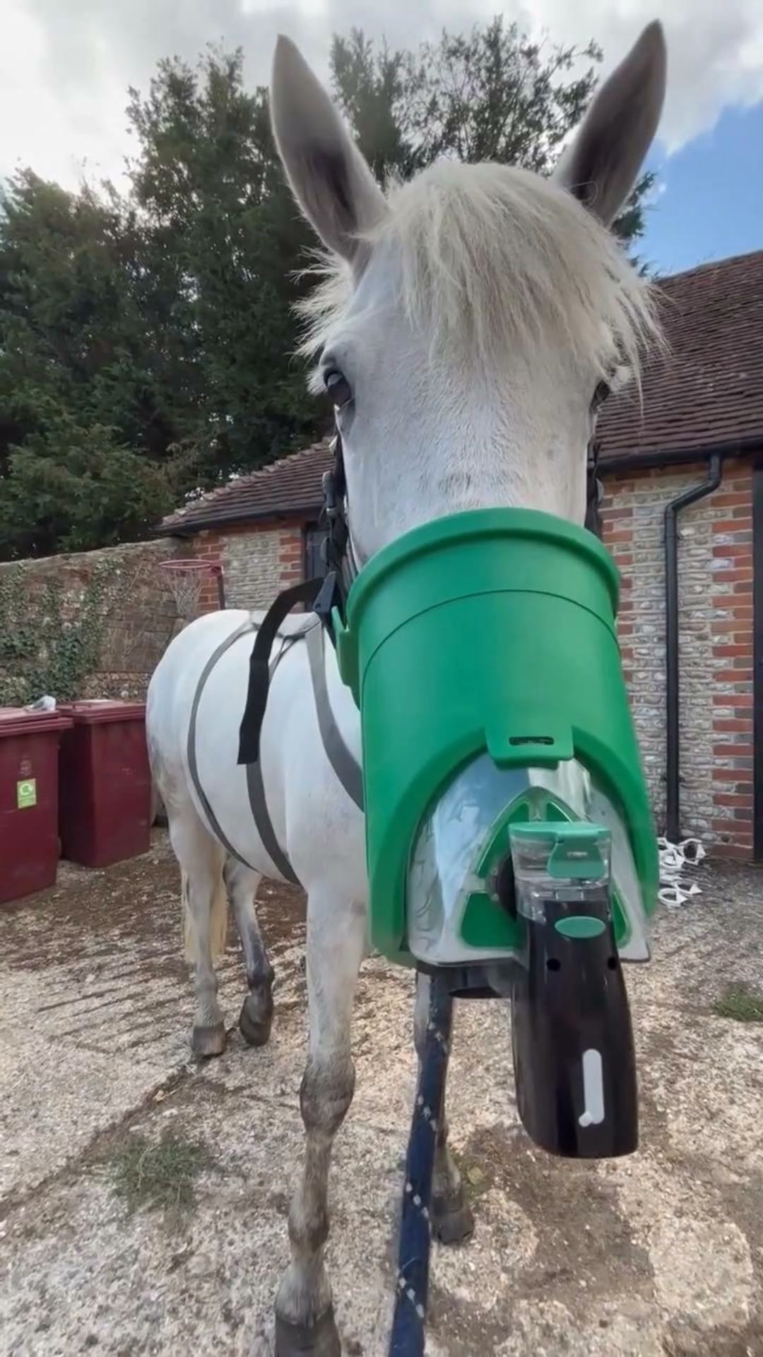 Portable Horse Nebuliser Kit Low-Stress Equine Respiratory Care