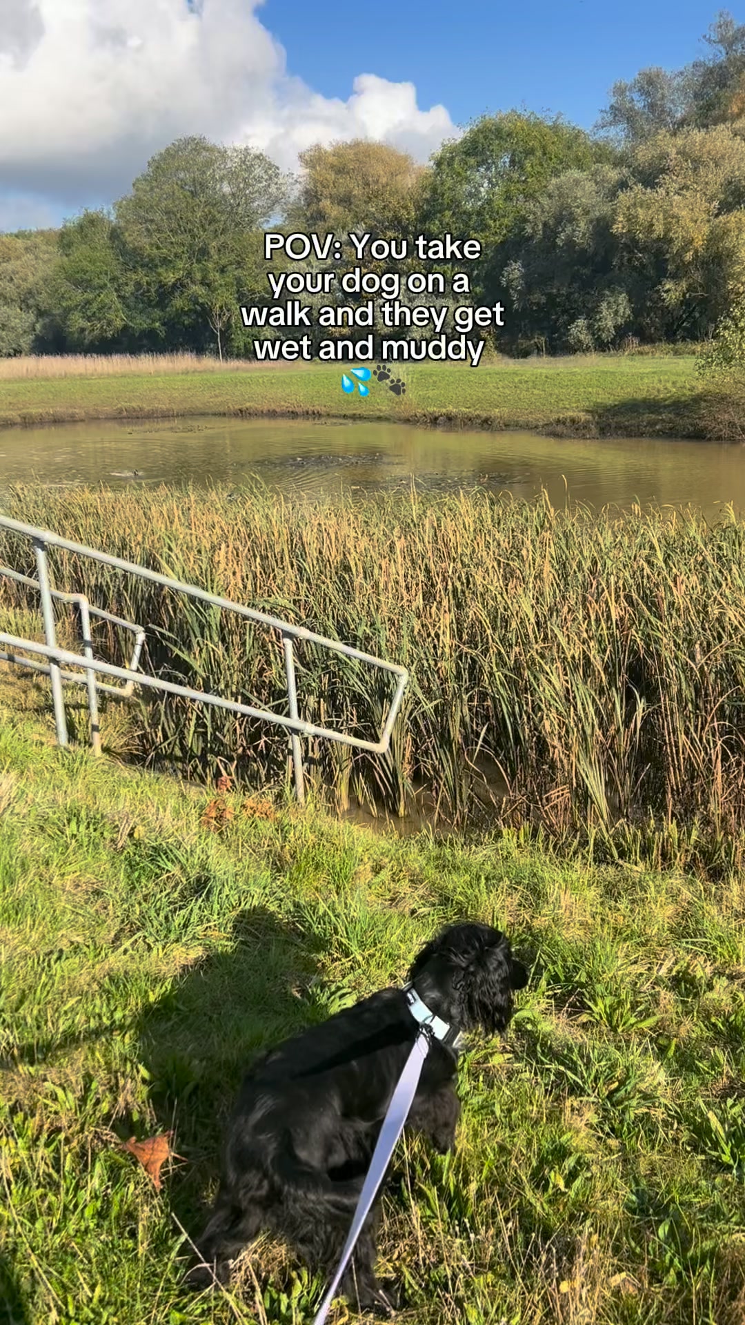 Award Winning Pooch Drying Bags!