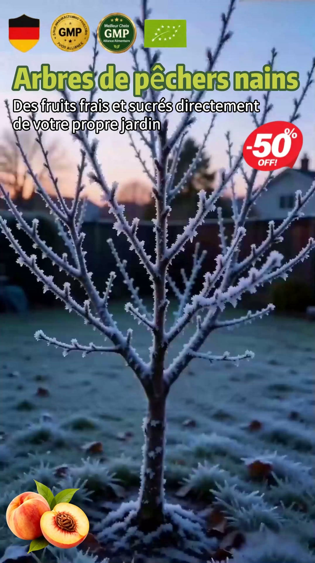 " Offrez-vous des arbres fruitiers chez vous: pêches bio, -50% aujourd'hui."