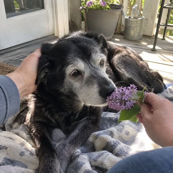 For anyone with an older dog