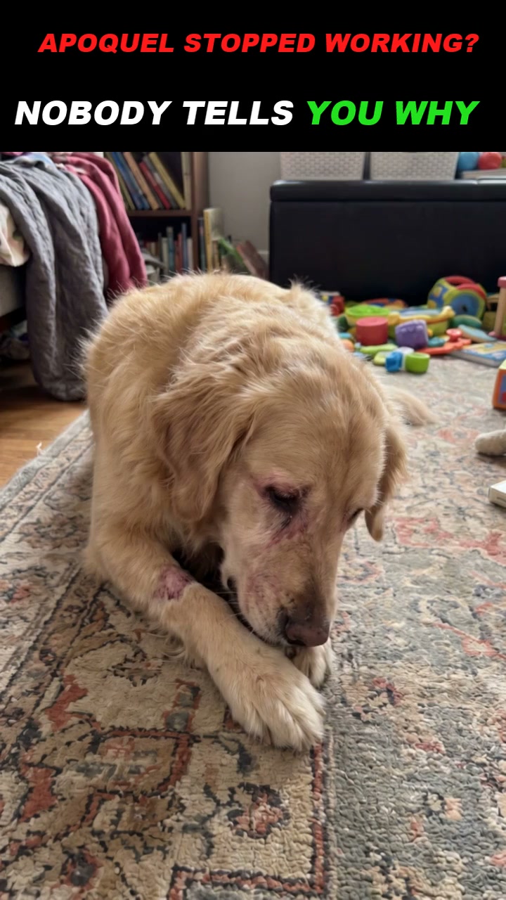 The itch was never the problem