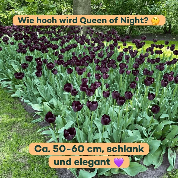 Ca. 50-60 cm, schlank und elegant