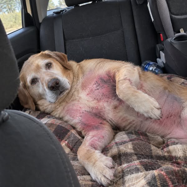 This is what stopped my dogs allergies