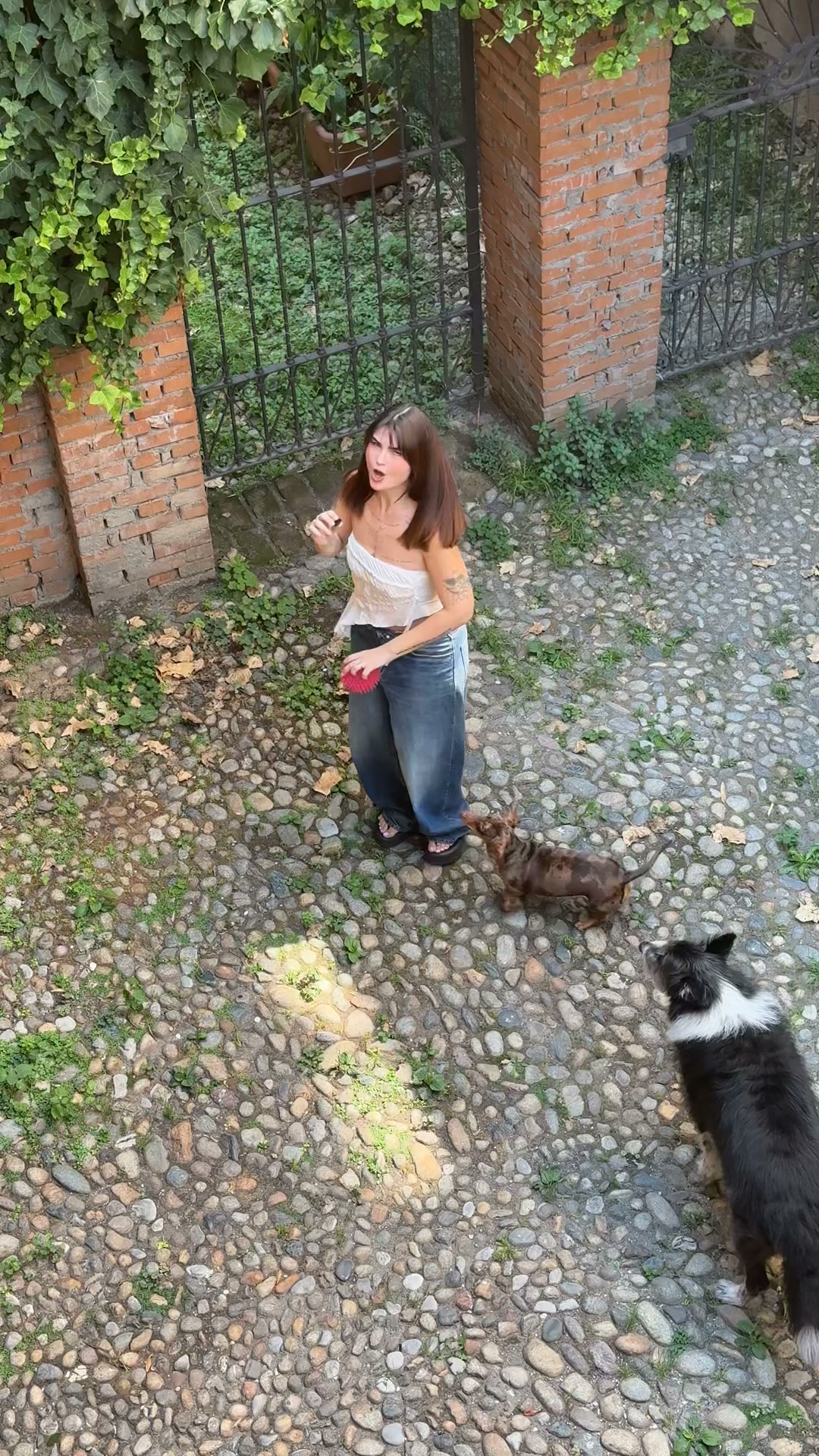 Due cani, una soluzione