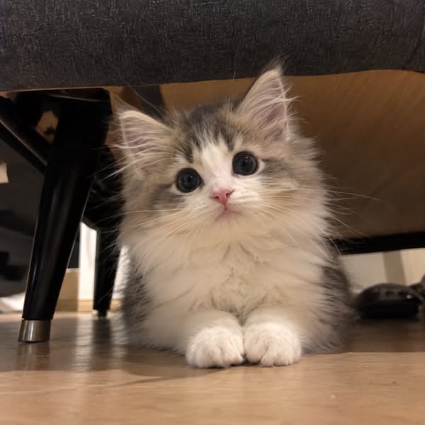 Cat Breeder Nail Care Hack