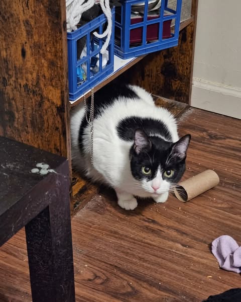Wat Mijn Buurvrouw Mijn Kat Gaf Veranderde Alles