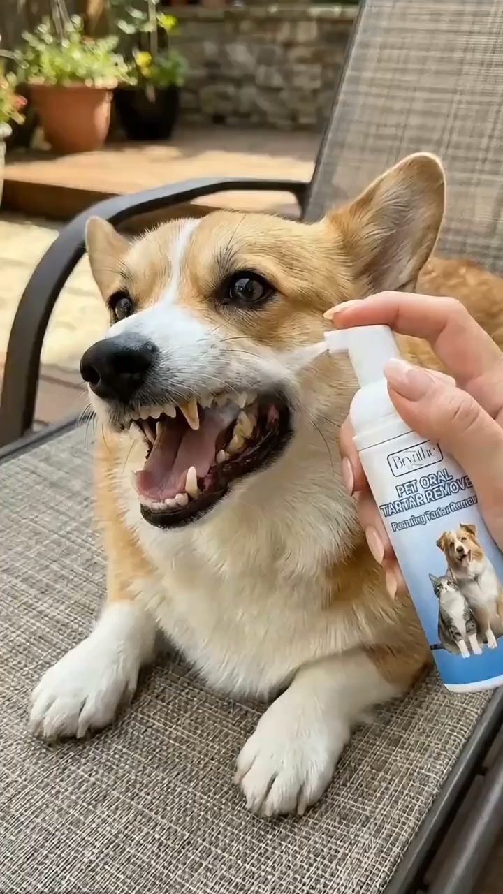 Pet Dental Care Just Got EASY.