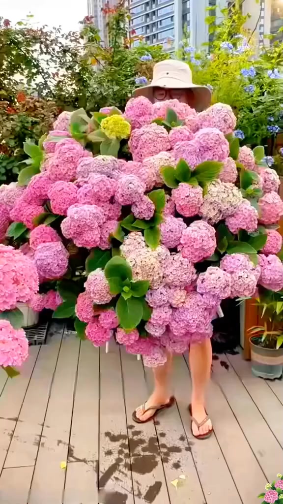 Mix Hydrangea - Beautiful and Hardy Perennial Flowers for Your Garden