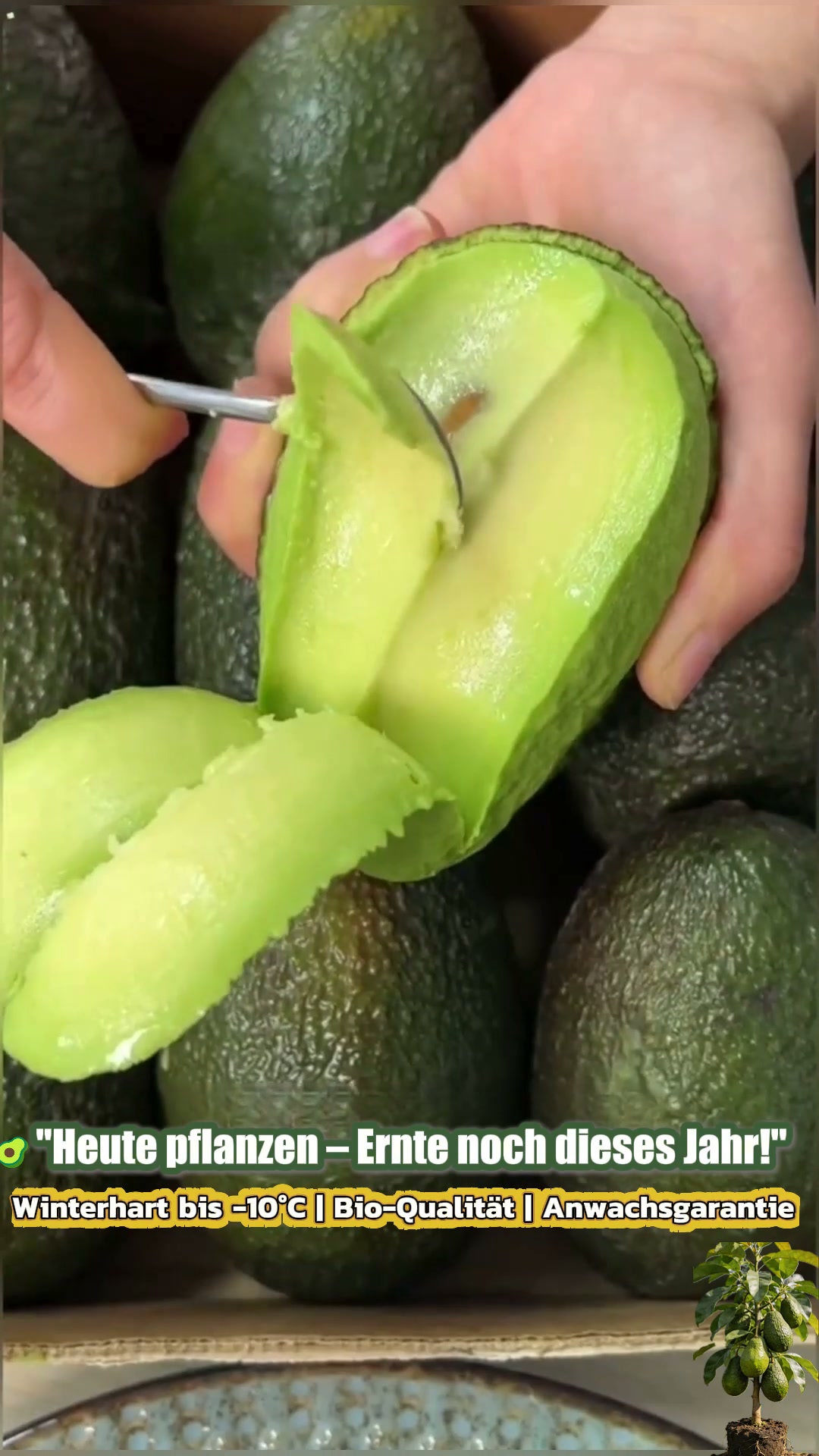 Holen Sie sich ein Stück Mexiko in Ihren Garten – frische Avocados direkt vom eigenen Baum!