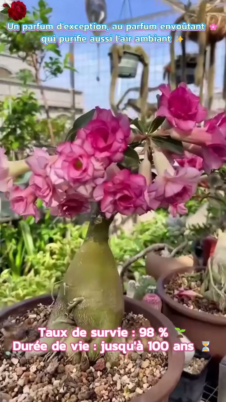 La Rose du Désert (Adenium) : la plante qui défie le temps.