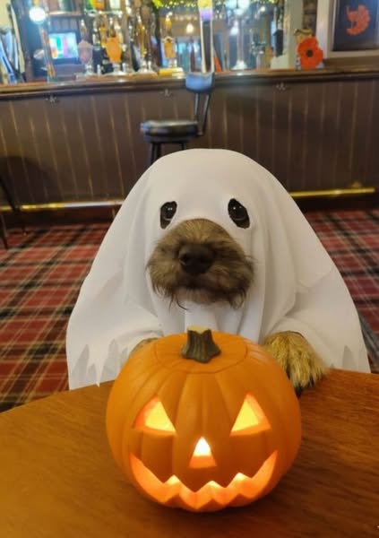 Why does my Yorkie sound like a ghost?!
