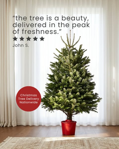 Real, Pot Grown Christmas Trees