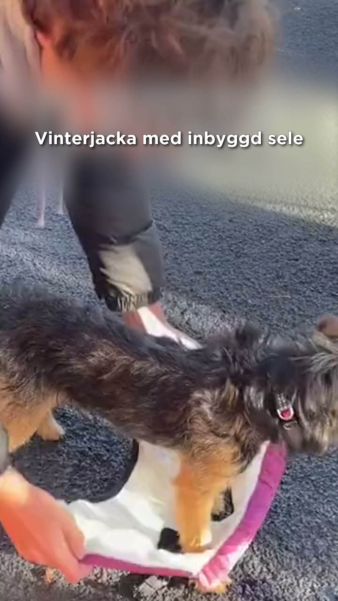 För hundar som fryser lätt