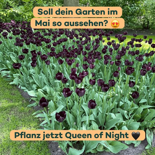 Ein ganzes Beet fast schwarzer Tulpen im Mai