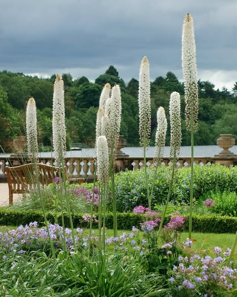 Eremurus himalaicus