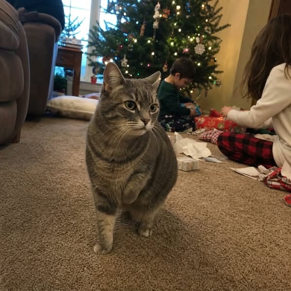 PLEASE Read this if you love your cat