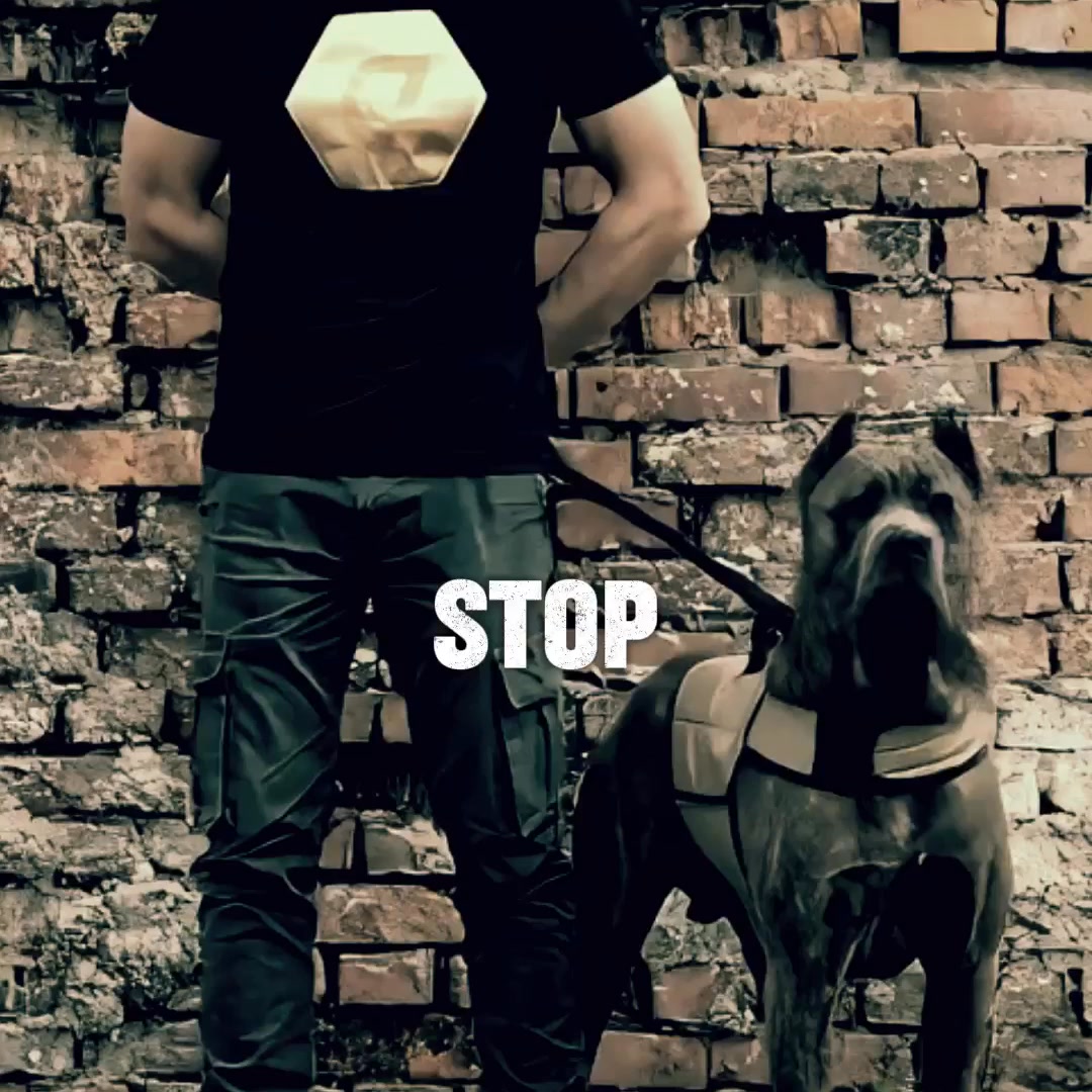 Unleash Your Dog's Potential
