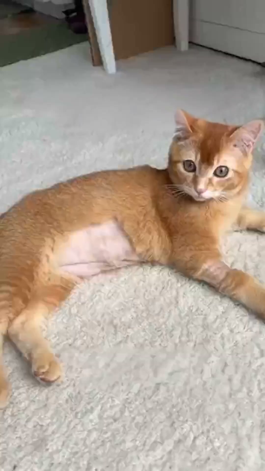 ¿Tu gato se lame demasiado?