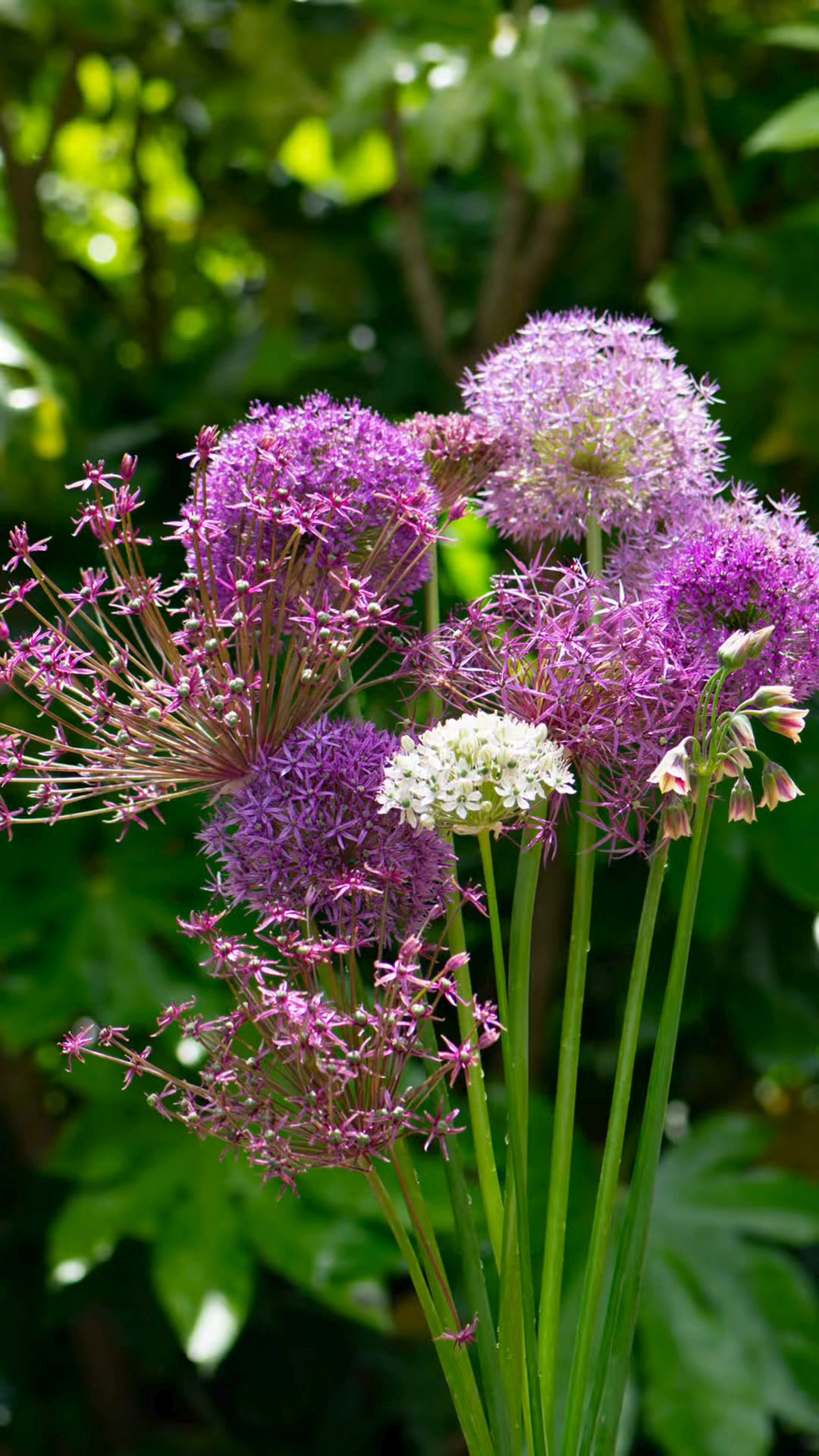 Over 50 Allium Varieties