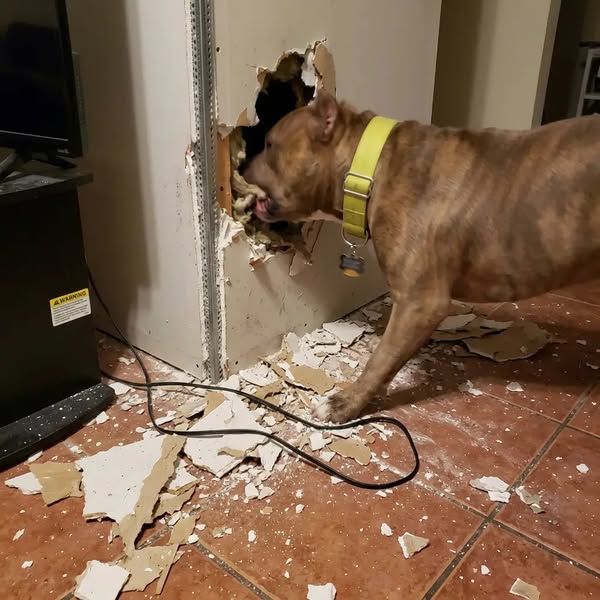 "Mi vergogno a dirlo, ma non riuscivo più a gestire il mio cane."