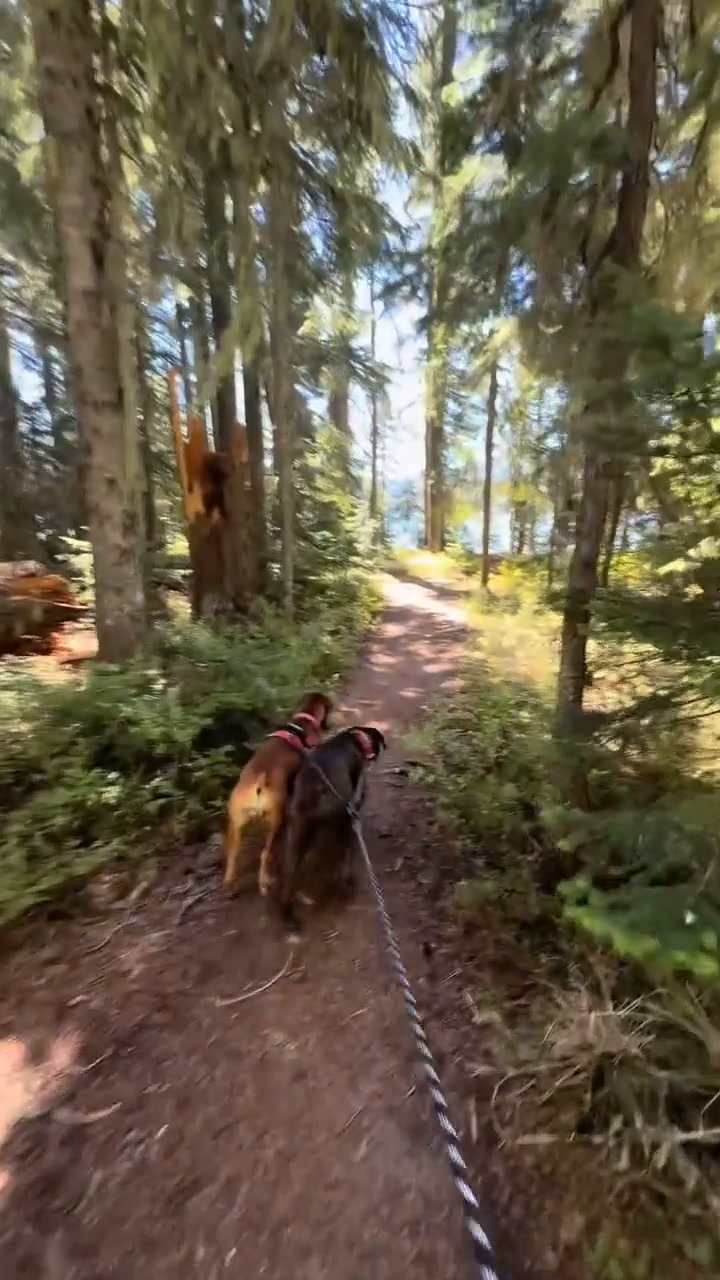 They Cross. The Leash Doesn’t.