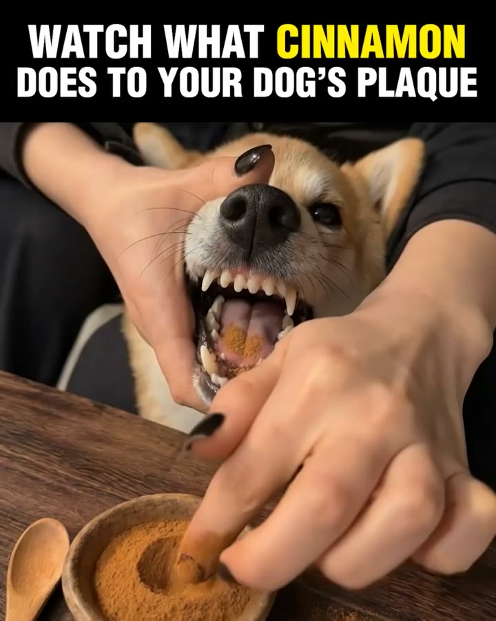 Do This to Eliminate Doggie Breath (Genius)
