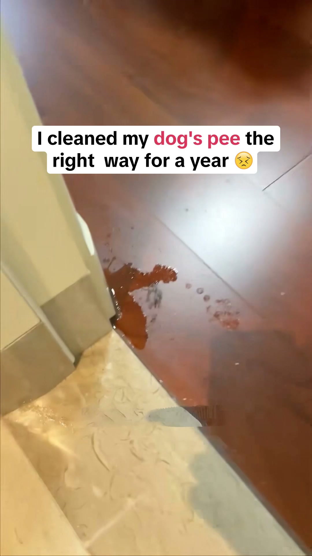 How To Stop Dog Indoor Peeing Fast