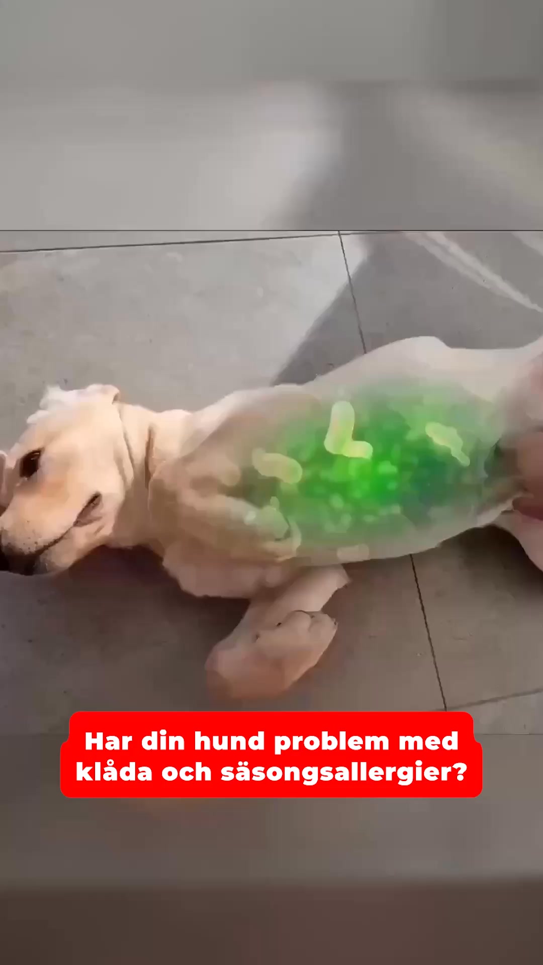 Varför din hund börjar klia sig varje vår (och hur du enkelt hjälper den).