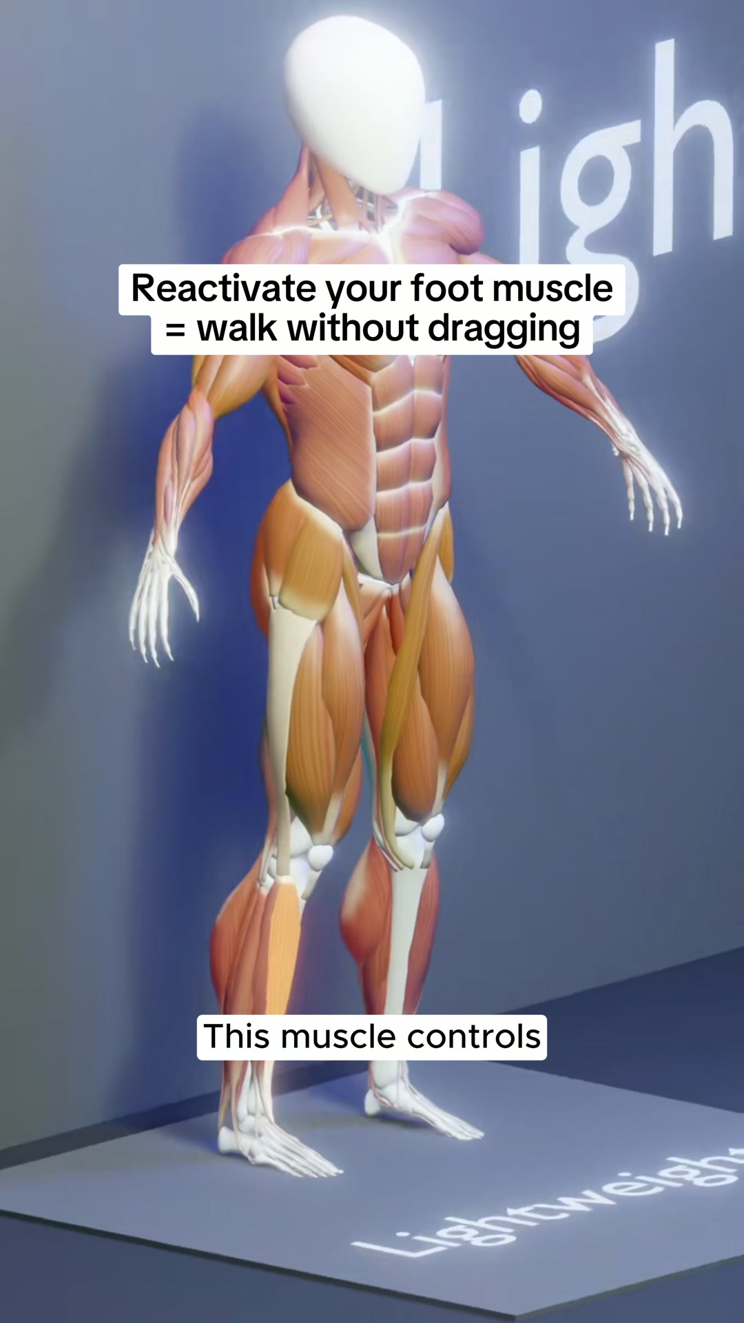 The Dorsiflexor Muscle Explained And Why It Matters For Walking