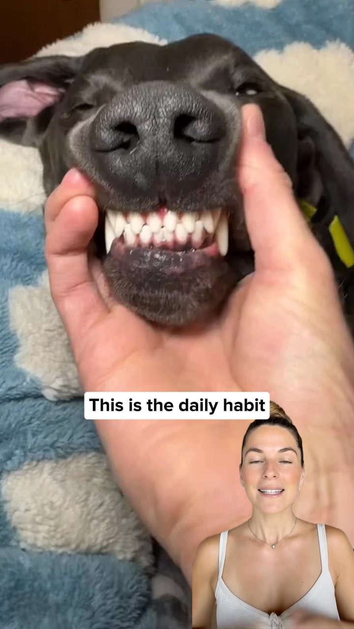 Clean your dog's teeth in 30 seconds without brushing