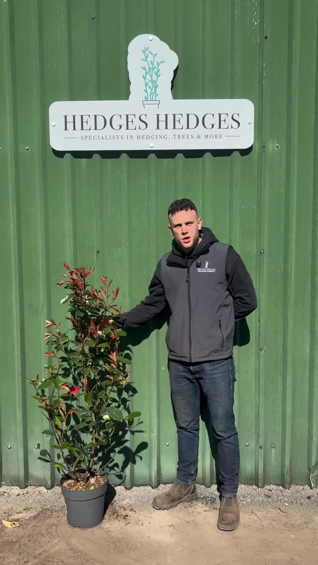 Colourful Privacy With Photinia Red Robin