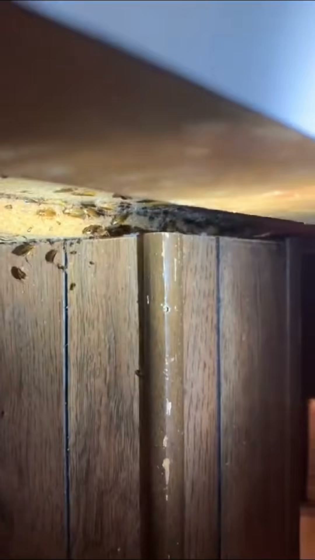 Banish Roaches For Good